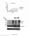 Fig. 21 - Truncated Constructs of RIPK3 and Related Uses