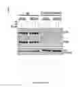 Fig. 22 - Truncated Constructs of RIPK3 and Related Uses