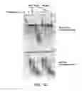 Fig. 13 - Mutant endonuclease V enzymes and applications thereof