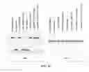Fig. 20 - Mutant endonuclease V enzymes and applications thereof