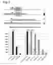 Fig. 03 - Stringent selectable markers