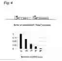 Fig. 05 - Stringent selectable markers