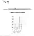 Fig. 12 - Stringent selectable markers