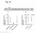 Fig. 20 - Stringent selectable markers