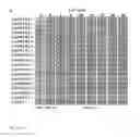 Fig. 03 - Transgenic maize