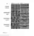 Fig. 05 - Transgenic maize