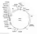 Fig. 03 - Plants expressing cell wall degrading enzymes and expression vectors