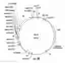 Fig. 04 - Plants expressing cell wall degrading enzymes and expression vectors