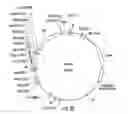 Fig. 05 - Plants expressing cell wall degrading enzymes and expression vectors