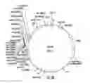 Fig. 06 - Plants expressing cell wall degrading enzymes and expression vectors