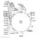 Fig. 07 - Plants expressing cell wall degrading enzymes and expression vectors