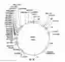 Fig. 08 - Plants expressing cell wall degrading enzymes and expression vectors