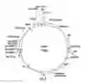 Fig. 09 - Plants expressing cell wall degrading enzymes and expression vectors