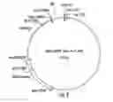 Fig. 10 - Plants expressing cell wall degrading enzymes and expression vectors