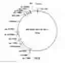 Fig. 11 - Plants expressing cell wall degrading enzymes and expression vectors