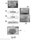 Fig. 14 - Plants expressing cell wall degrading enzymes and expression vectors