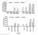 Fig. 19 - Plants expressing cell wall degrading enzymes and expression vectors