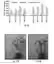 Fig. 20 - Plants expressing cell wall degrading enzymes and expression vectors