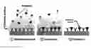 Fig. 01 - Real Time Microarrays