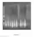 Fig. 10 - MATERIALS AND METHODS FOR PROFILING MICRORNAS