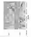 Fig. 09 - In situ hybridization method and buffer