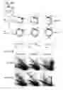 Fig. 04 - Compositions and methods for characterizing a DNA repair variant polypeptide