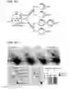 Fig. 06 - Compositions and methods for characterizing a DNA repair variant polypeptide