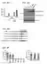 Fig. 10 - Compositions and methods for characterizing a DNA repair variant polypeptide