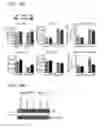 Fig. 18 - Compositions and methods for characterizing a DNA repair variant polypeptide