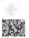 Fig. 02 - Spheroidal graphite cast iron