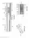 Fig. 25 - Steerable hydraulic jetting nozzle, and guidance system for downhole boring device