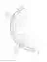 Fig. 08 - FLUID DISTRIBUTING APPARATUS