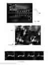 Fig. 24 - Multiview light-sheet microscopy