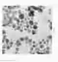 Fig. 03 - Super-Sensitive and Stable Gold Nanoparticles