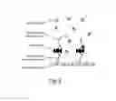 Fig. 04 - QUANTITATIVE DNA-BASED IMAGING AND SUPER-RESOLUTION IMAGING