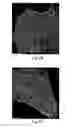Fig. 13 - QUANTITATIVE DNA-BASED IMAGING AND SUPER-RESOLUTION IMAGING