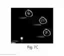 Fig. 15 - QUANTITATIVE DNA-BASED IMAGING AND SUPER-RESOLUTION IMAGING