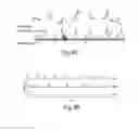Fig. 17 - QUANTITATIVE DNA-BASED IMAGING AND SUPER-RESOLUTION IMAGING