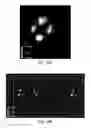 Fig. 31 - QUANTITATIVE DNA-BASED IMAGING AND SUPER-RESOLUTION IMAGING