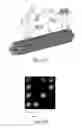 Fig. 37 - QUANTITATIVE DNA-BASED IMAGING AND SUPER-RESOLUTION IMAGING