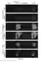 Fig. 07 - Peptides derived from myosin 19 and methods of use thereof