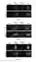 Fig. 09 - Peptides derived from myosin 19 and methods of use thereof