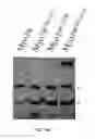 Fig. 19 - Peptides derived from myosin 19 and methods of use thereof