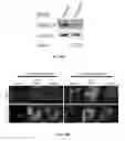 Fig. 26 - Peptides derived from myosin 19 and methods of use thereof