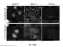 Fig. 29 - Peptides derived from myosin 19 and methods of use thereof