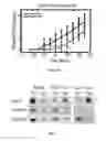 Fig. 31 - Peptides derived from myosin 19 and methods of use thereof