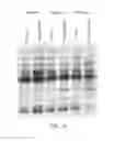 Fig. 10 - AFFINITY CAPTURE OF CIRCULATING BIOMARKERS