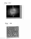 Fig. 24 - METHOD FOR PRODUCING MOLD FOR MINUTE PATTERN TRANSFER, METHOD FOR PRODUCING DIFFRACTION GRATING USING THE SAME, AND METHOD FOR PRODUCING ORGANIC EL ELEMENT INCLUDING THE DIFFRACTION GRATING