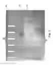 Fig. 07 - Rear projected screen materials and processes