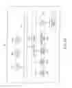 Fig. 19 - Cell evaluation apparatus and method to search for an area to be observed in cardiomyocytes